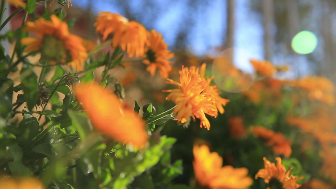 路边的小黄花