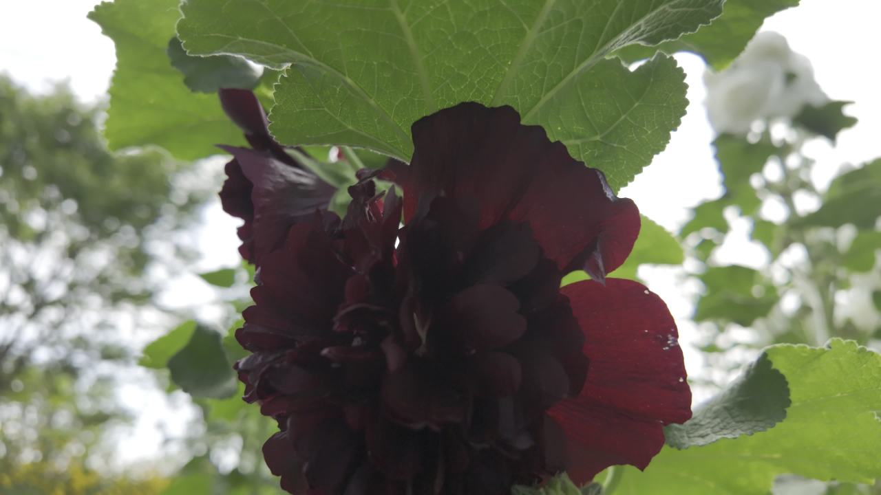 园林里的花花草草2 14