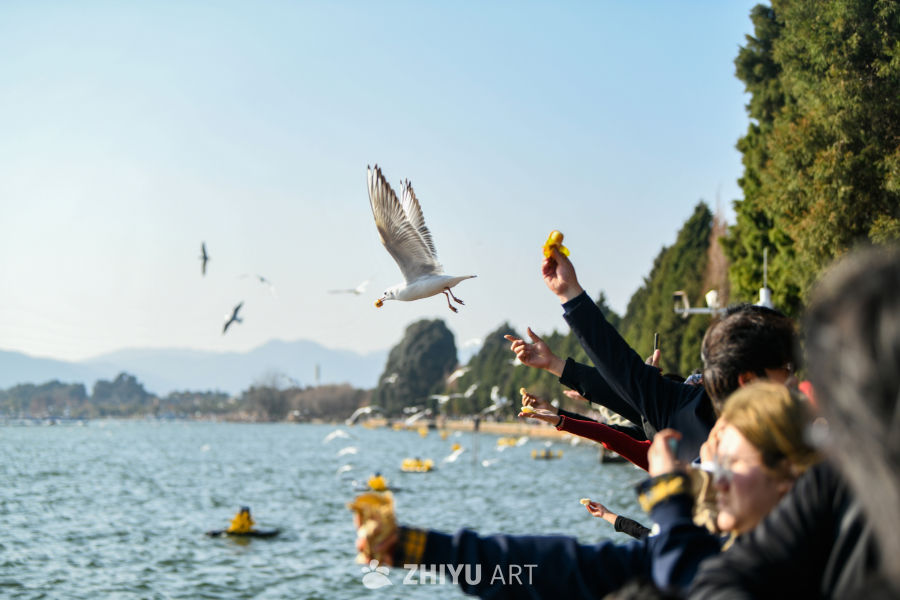 湿地公园  海鸥飞翔  鸟群飞翔 7