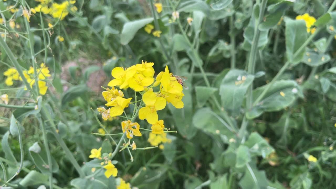 蜜蜂 油菜花 2