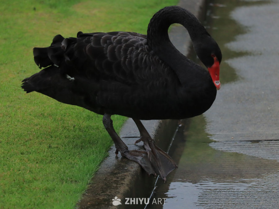 黑天鹅漫步湿地