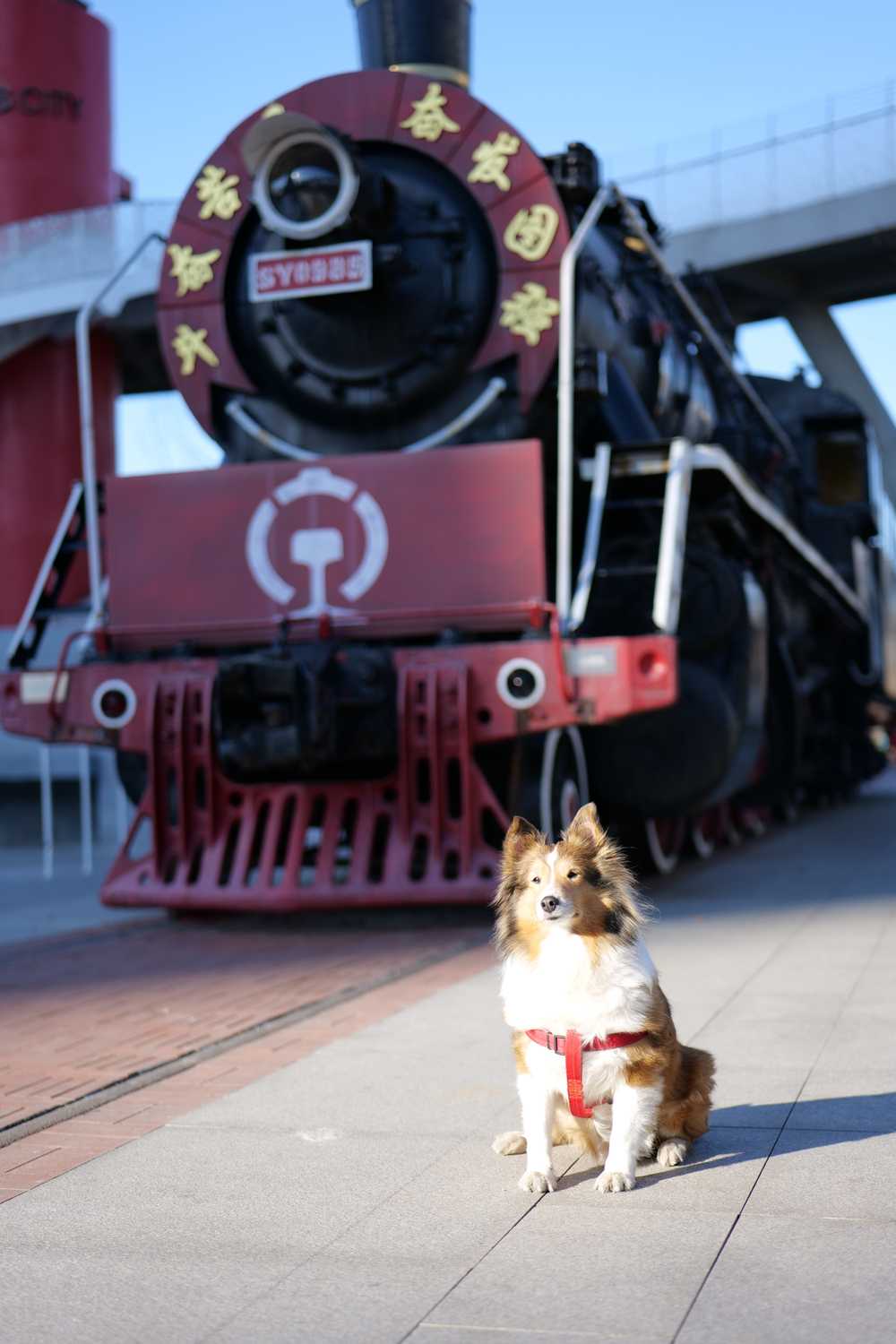 喜乐蒂牧羊犬