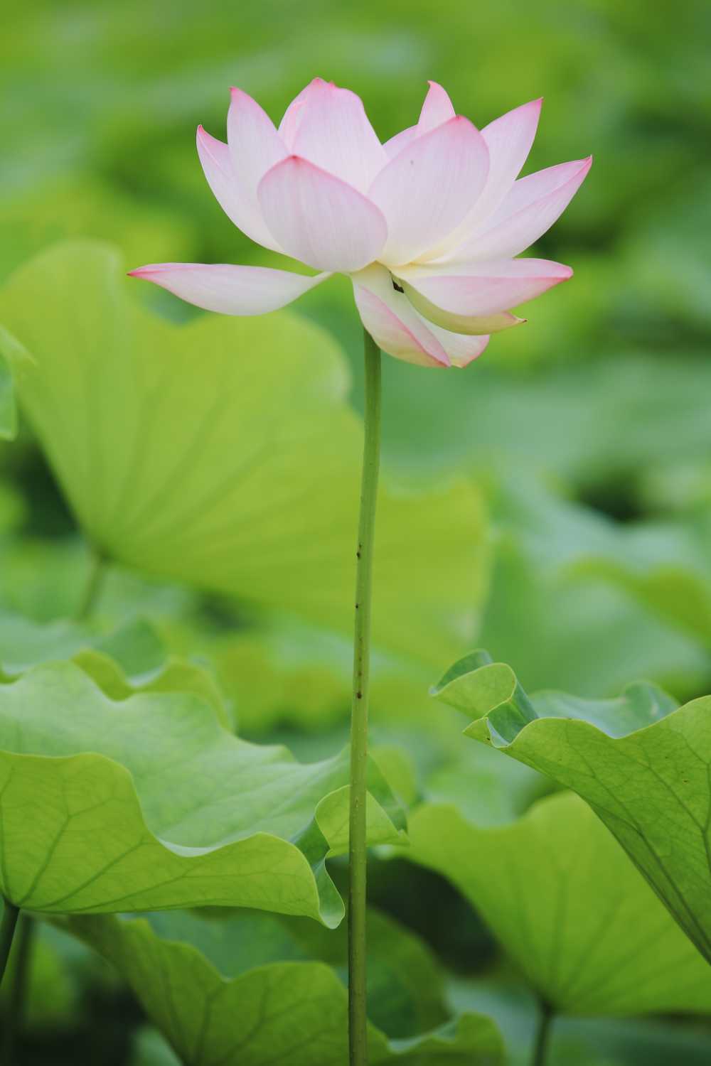 荷花荷叶池塘