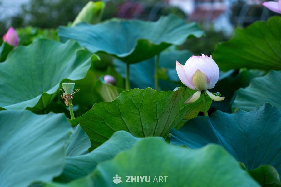 荷花 25