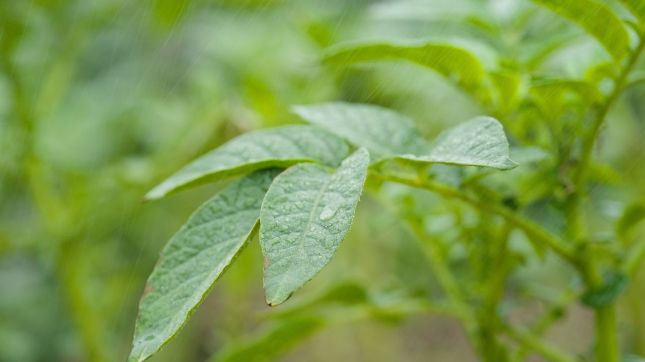 瓢泼大雨灌溉植物4K实拍