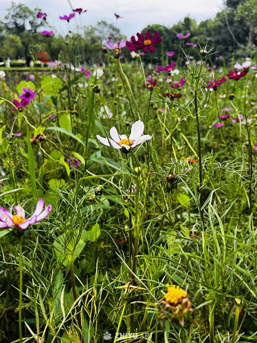 田野中的花海