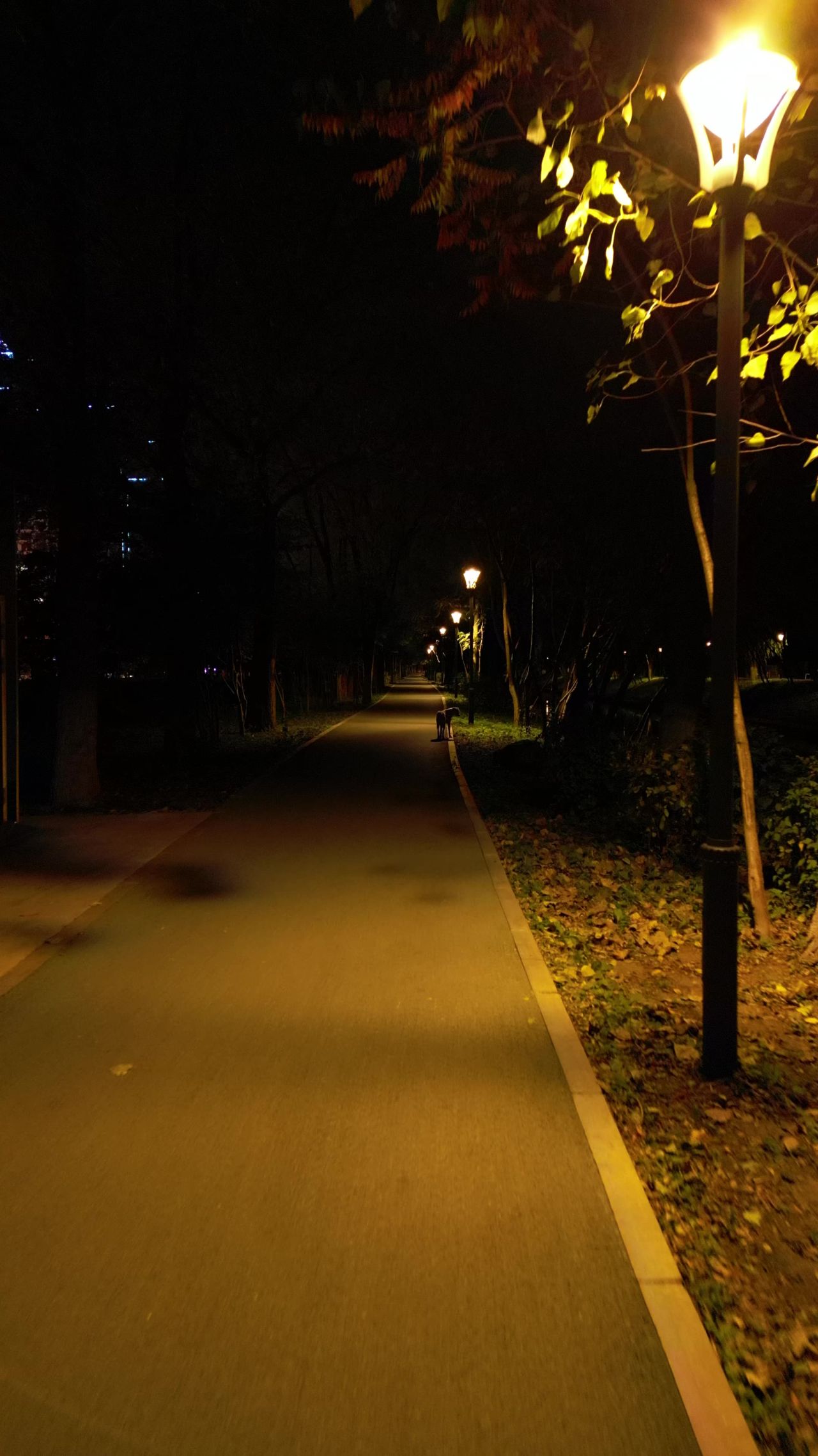 夜晚城市公园小路