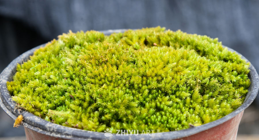 苔藓植物种植 16