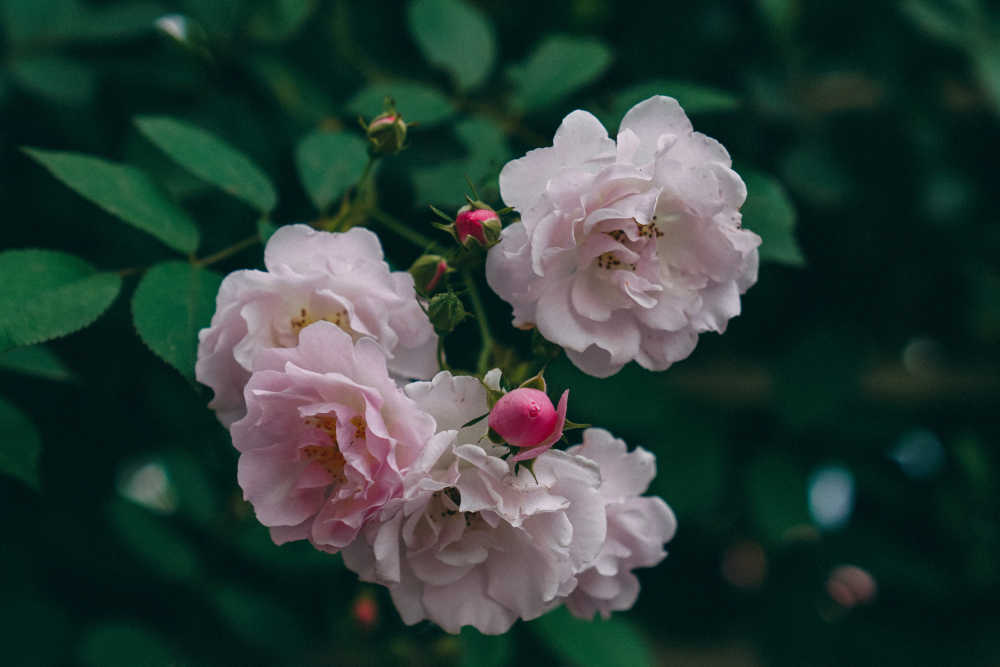 蔷薇花开