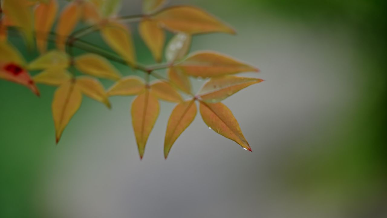 烟雨江南下雨情绪意境空境