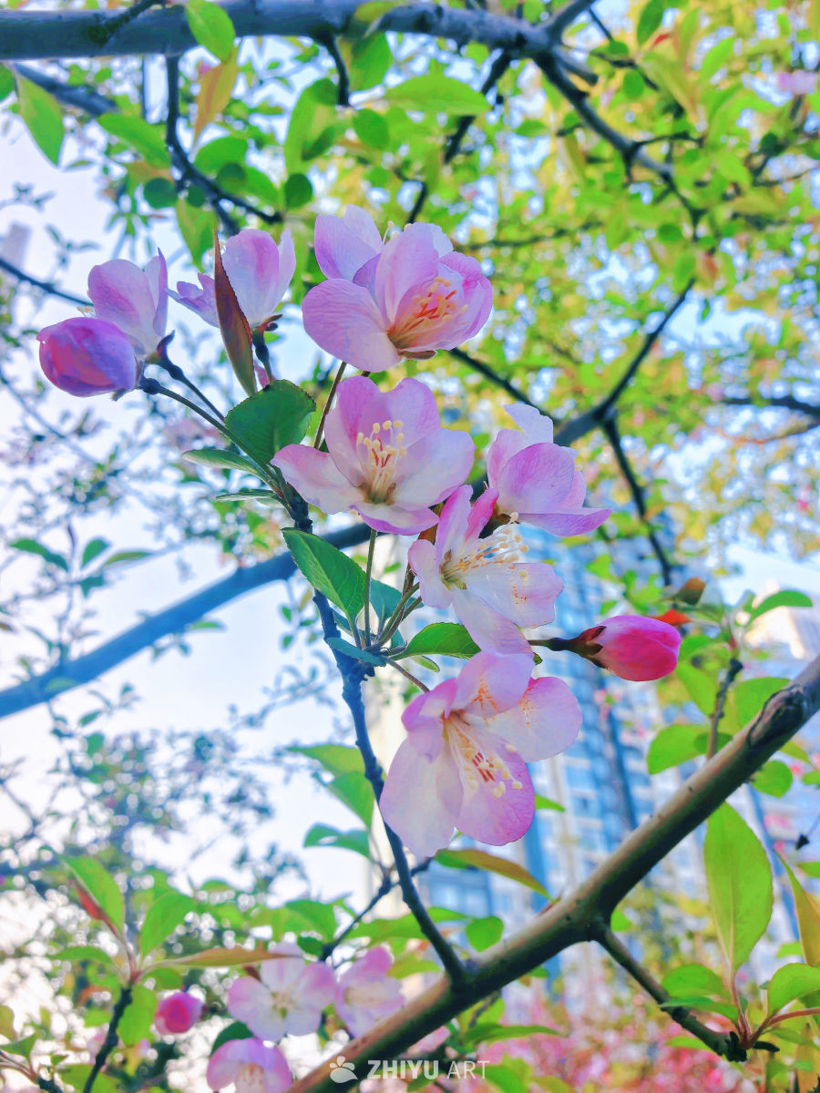 春天当然要拍花