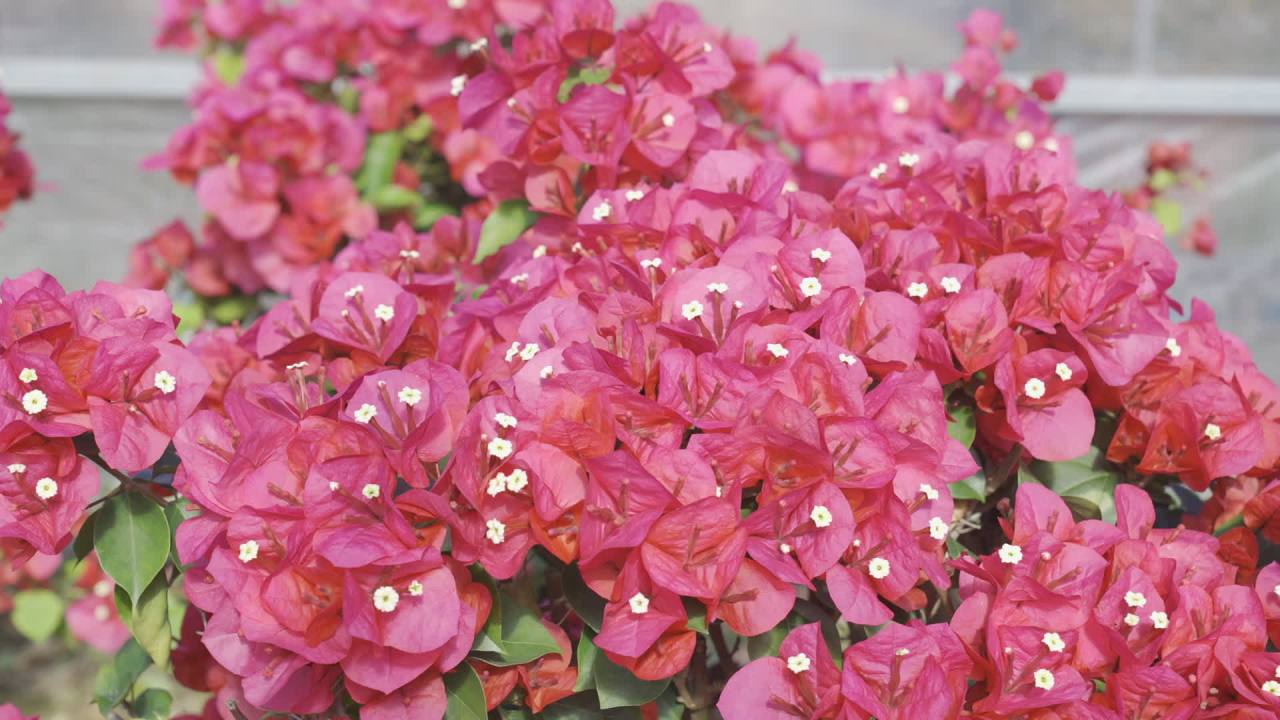 年宵花 11