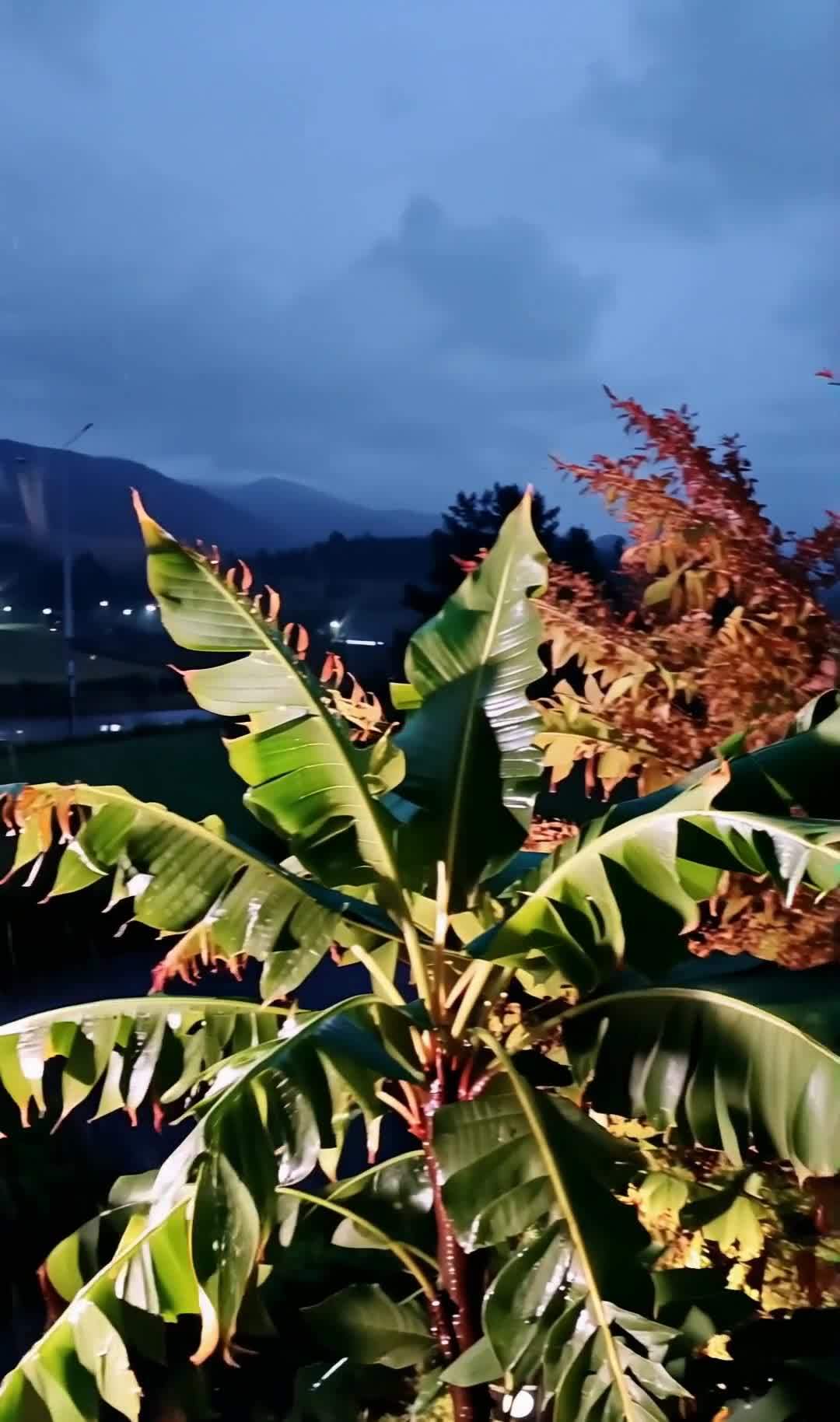 夜幕降临，雨点从天空落下，打在植物的叶子上。画面前