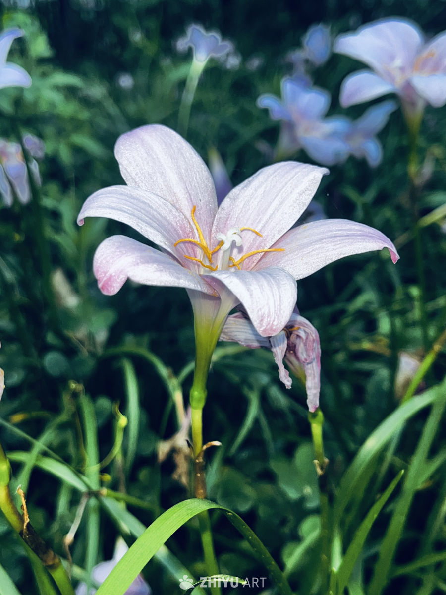紫色花朵在绿意中绽放