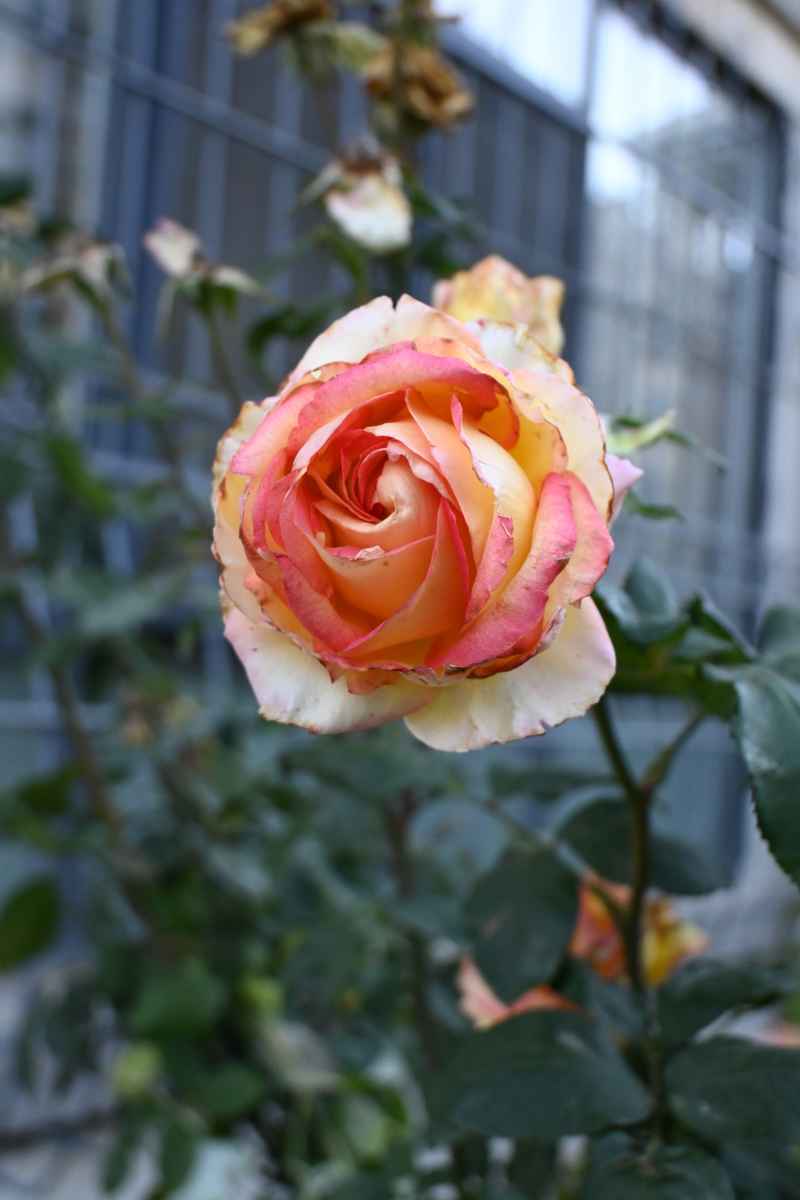 月季花