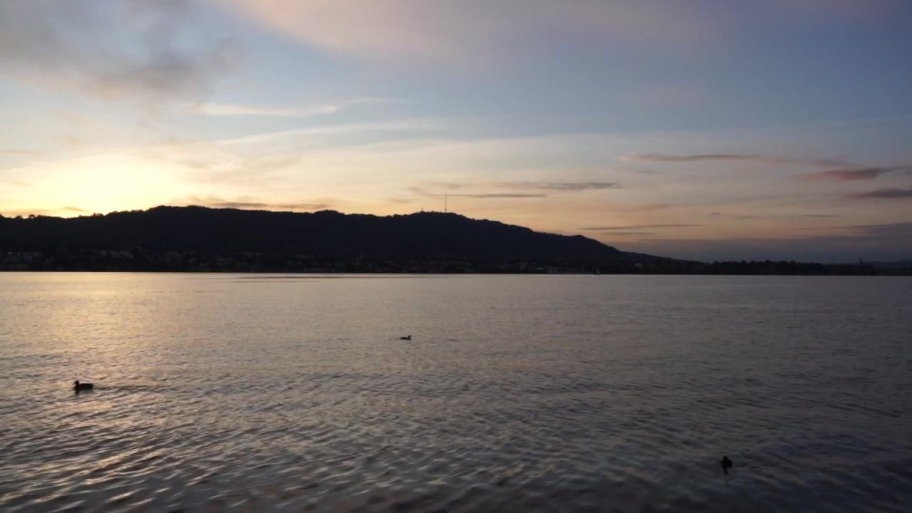 鸭海鸥苏黎世广东