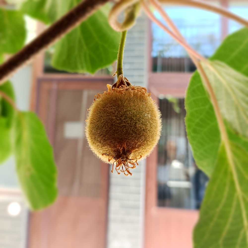 为你着猕
