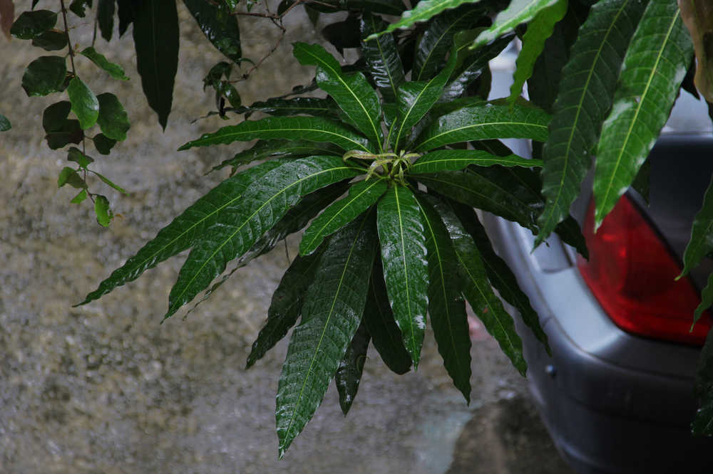 雨中碧绿的芒果叶