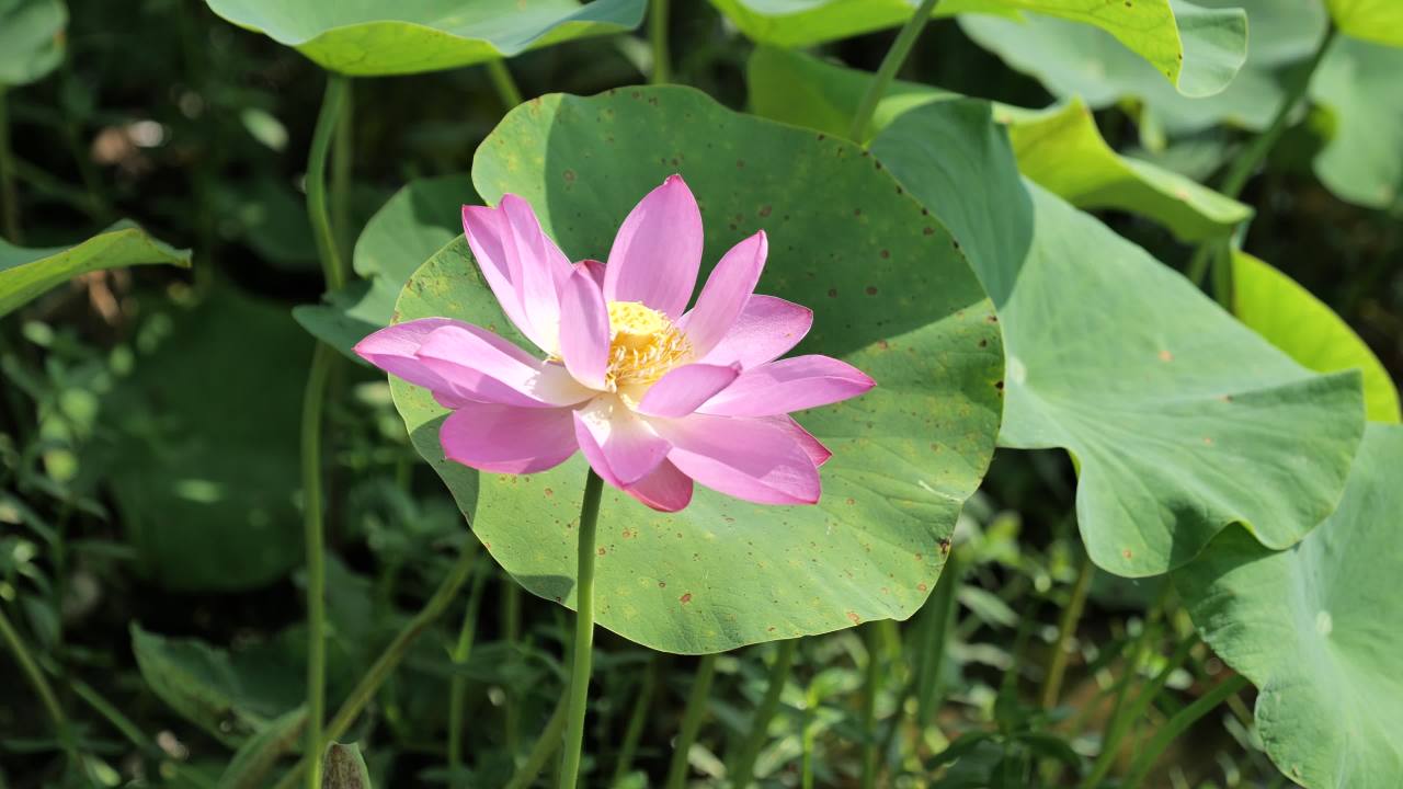 荷花（二） 32