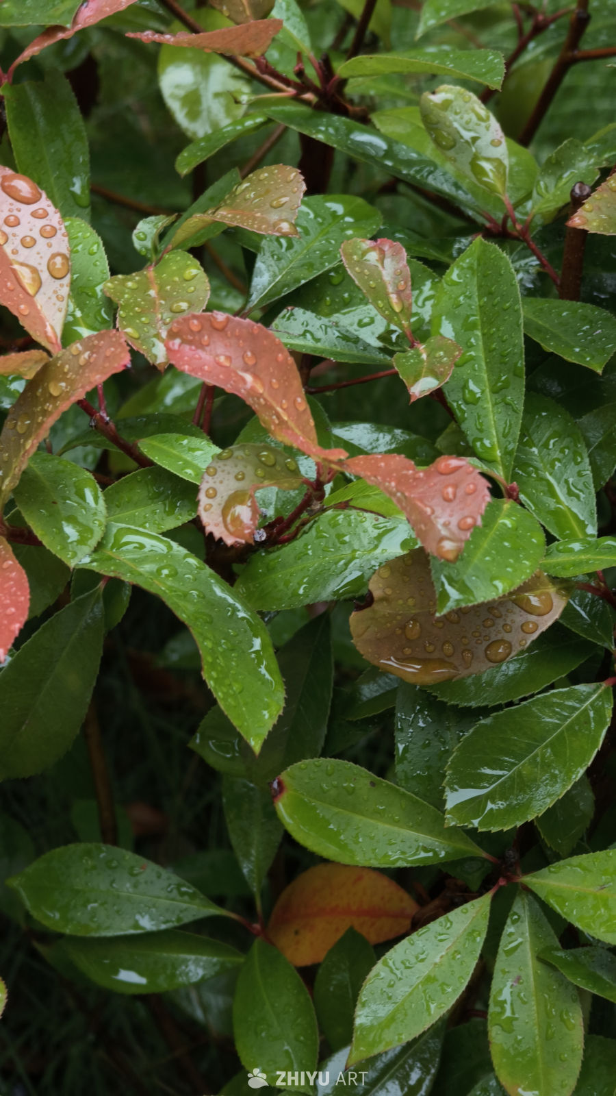 雨后绿叶的静谧之美