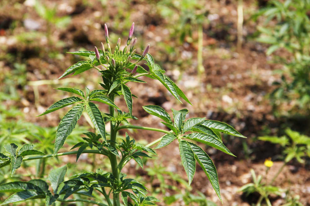 含苞待放的醉蝶花