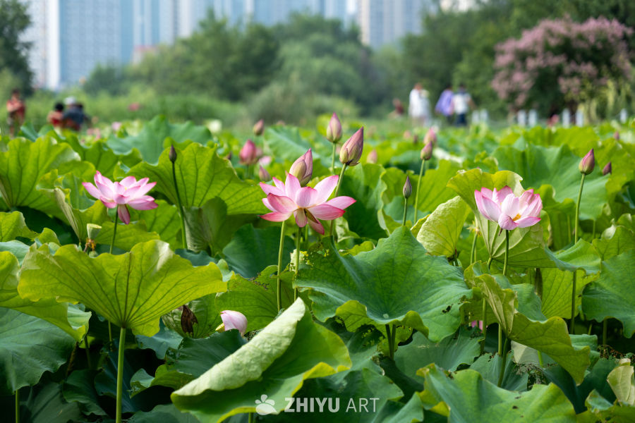 荷花 138