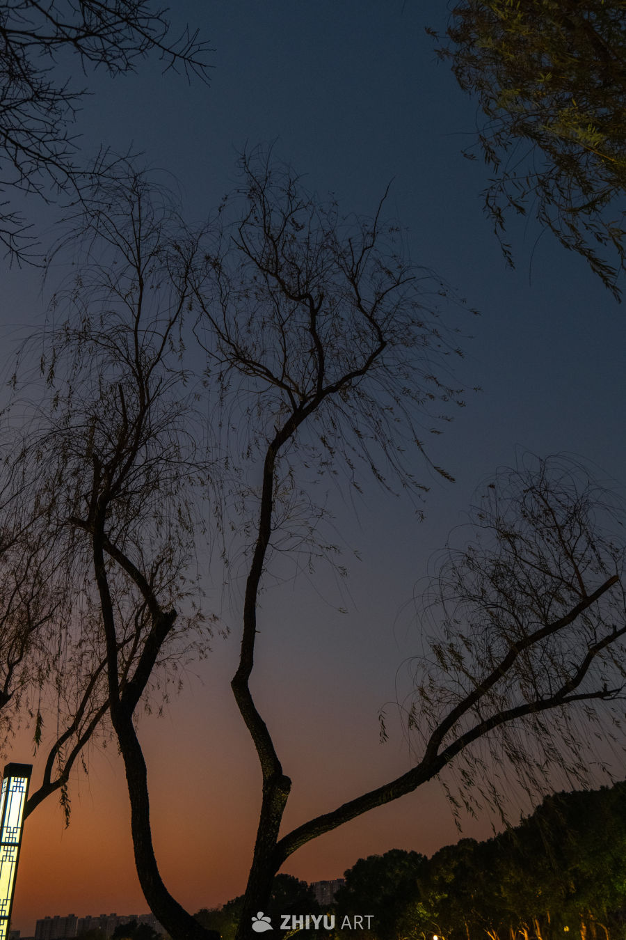黄昏树影