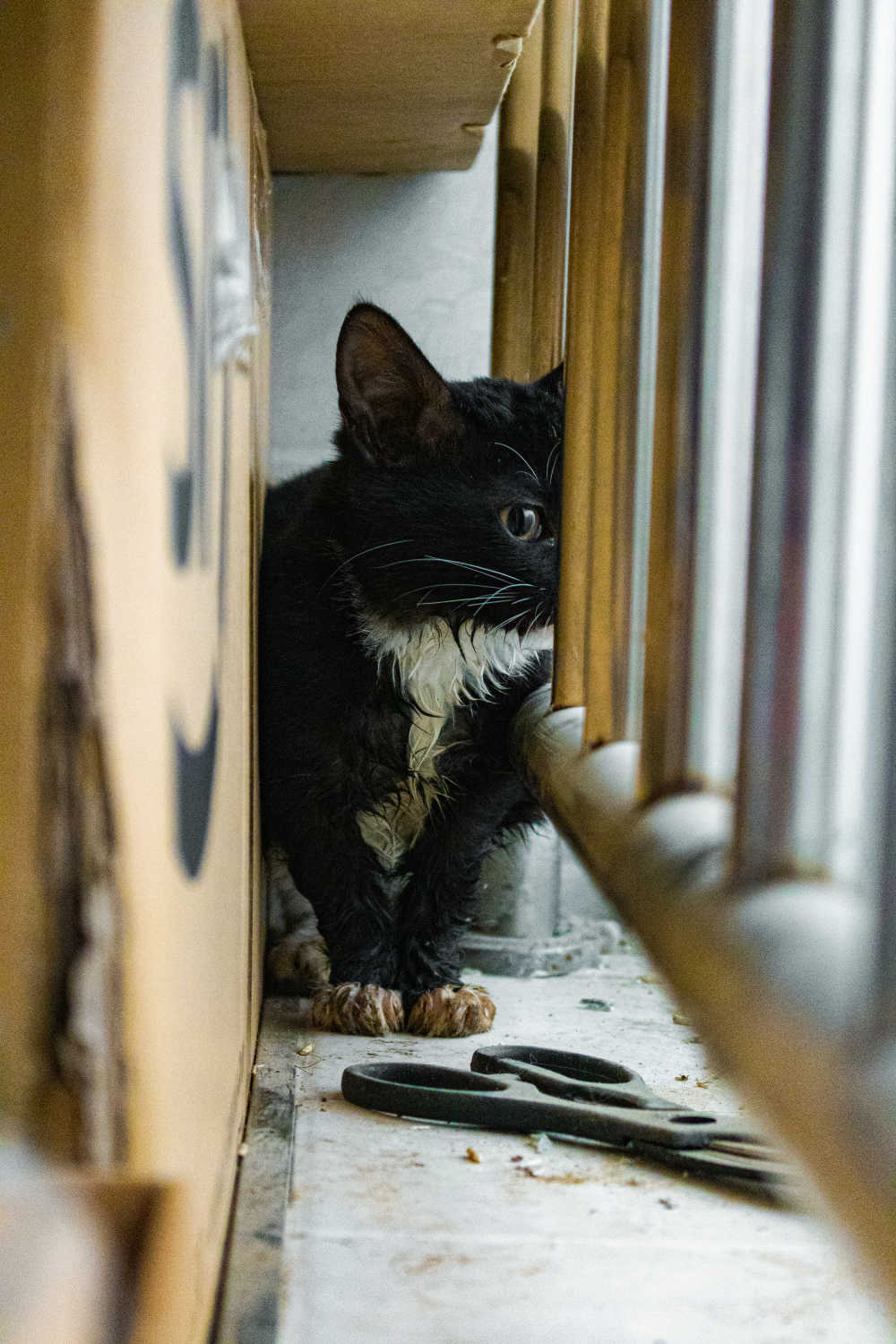 小黑猫
