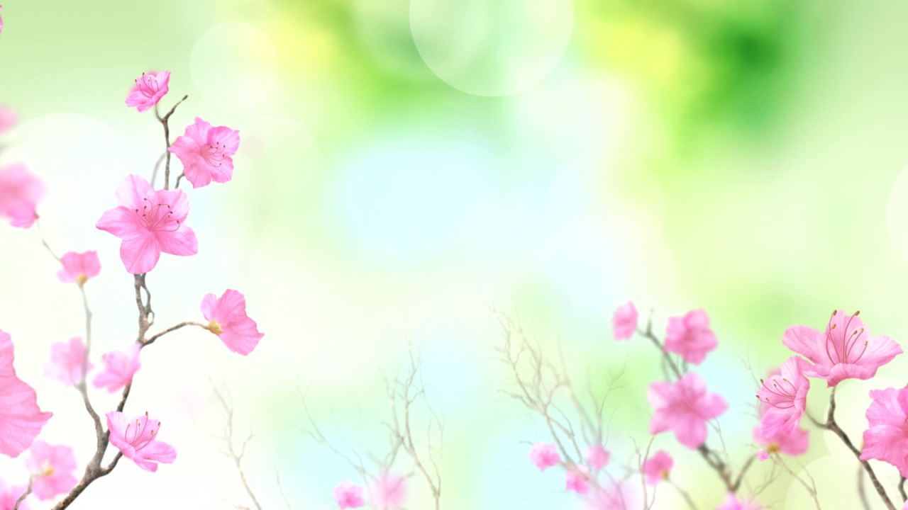 唯美桃花背景视频 10
