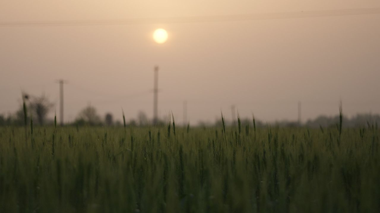 春末夏初农村田野小麦成熟 33
