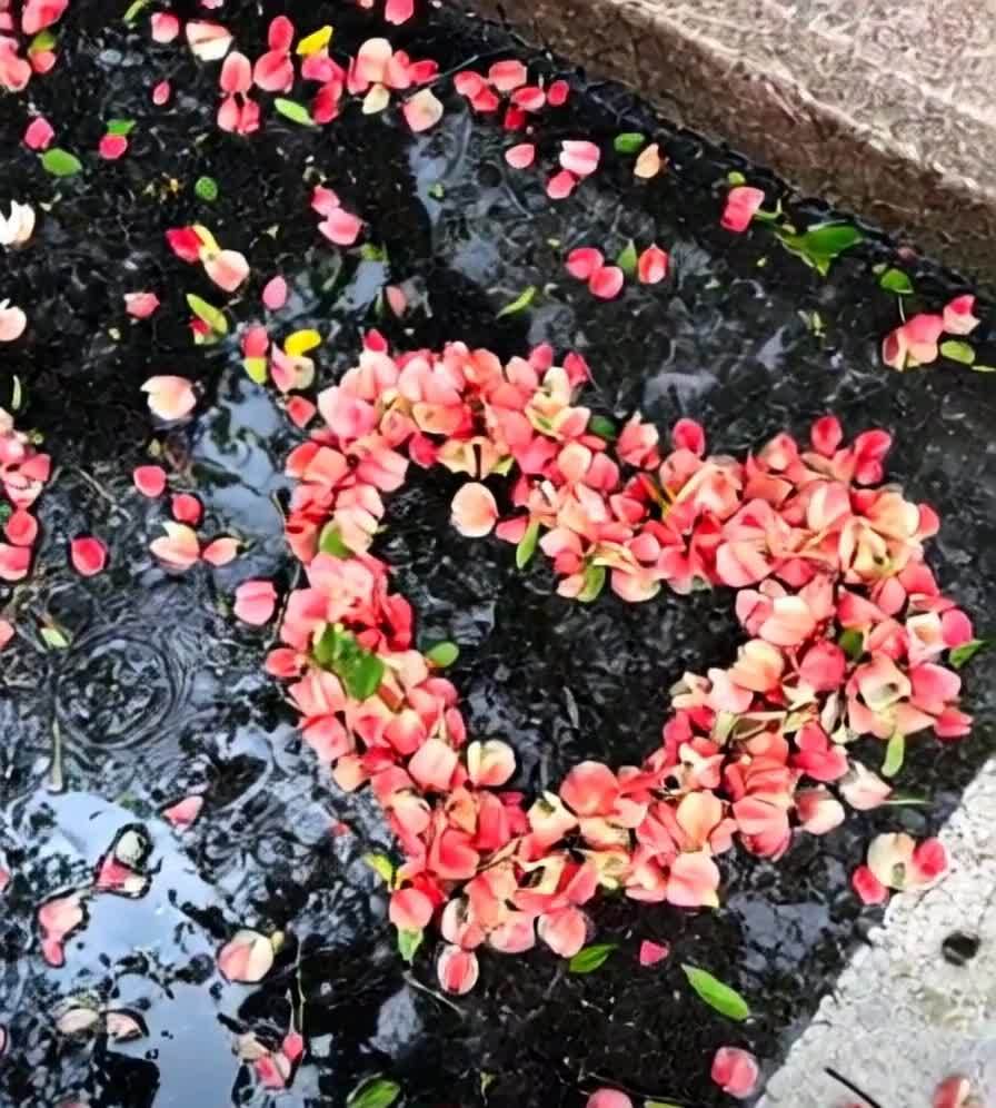 粉色花瓣铺满黑石板，汇成心形，有水滴。