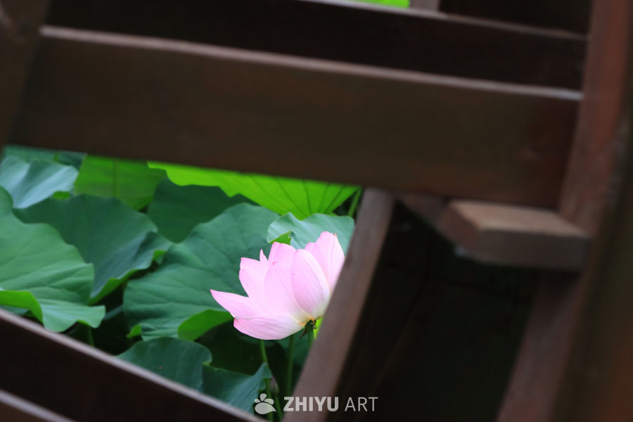 荷花 47