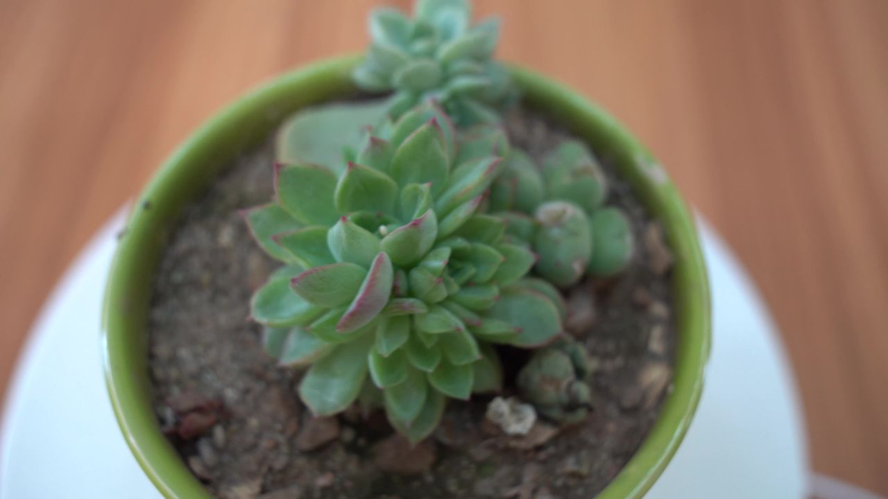 大自然花草植物 