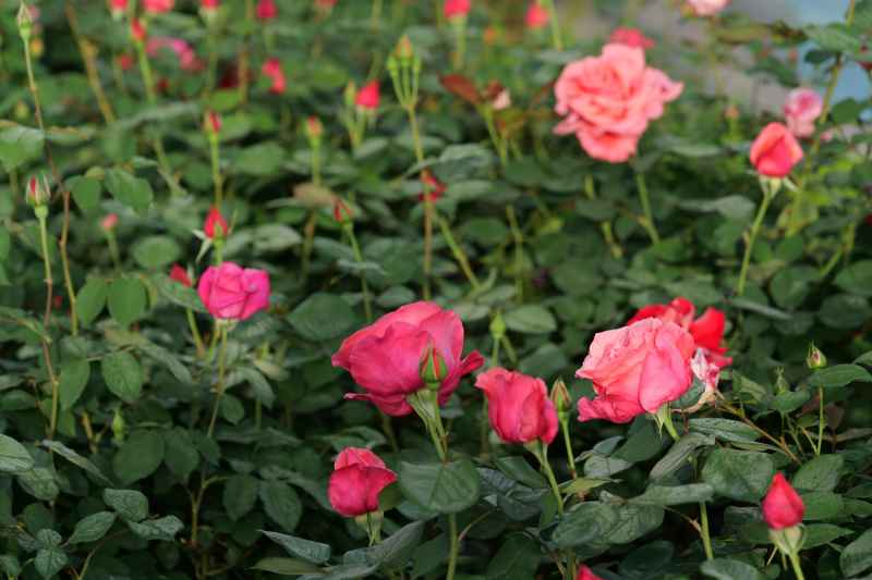 月季花 27