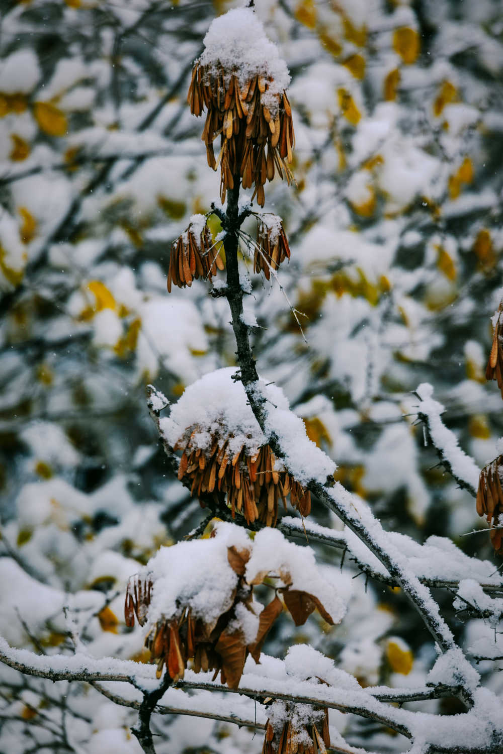 雪