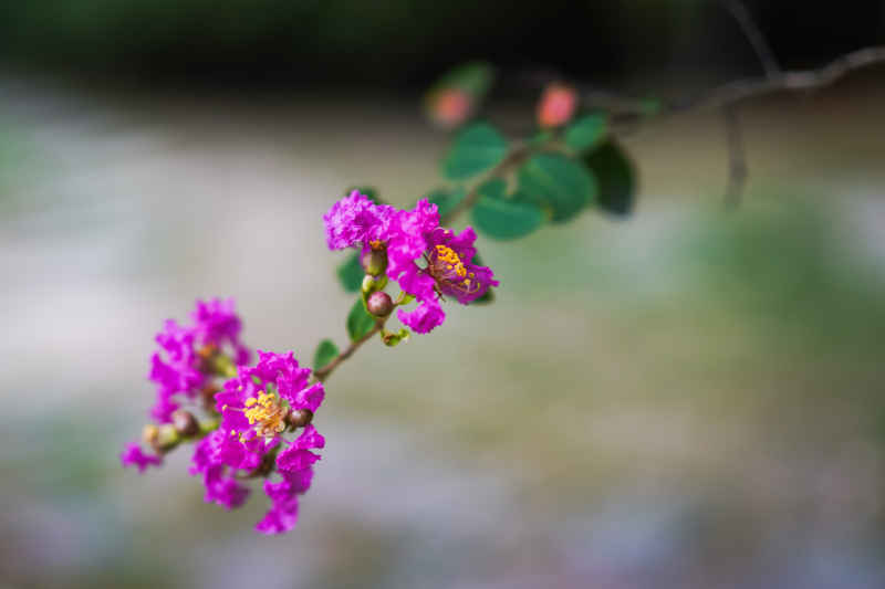 紫薇花 12