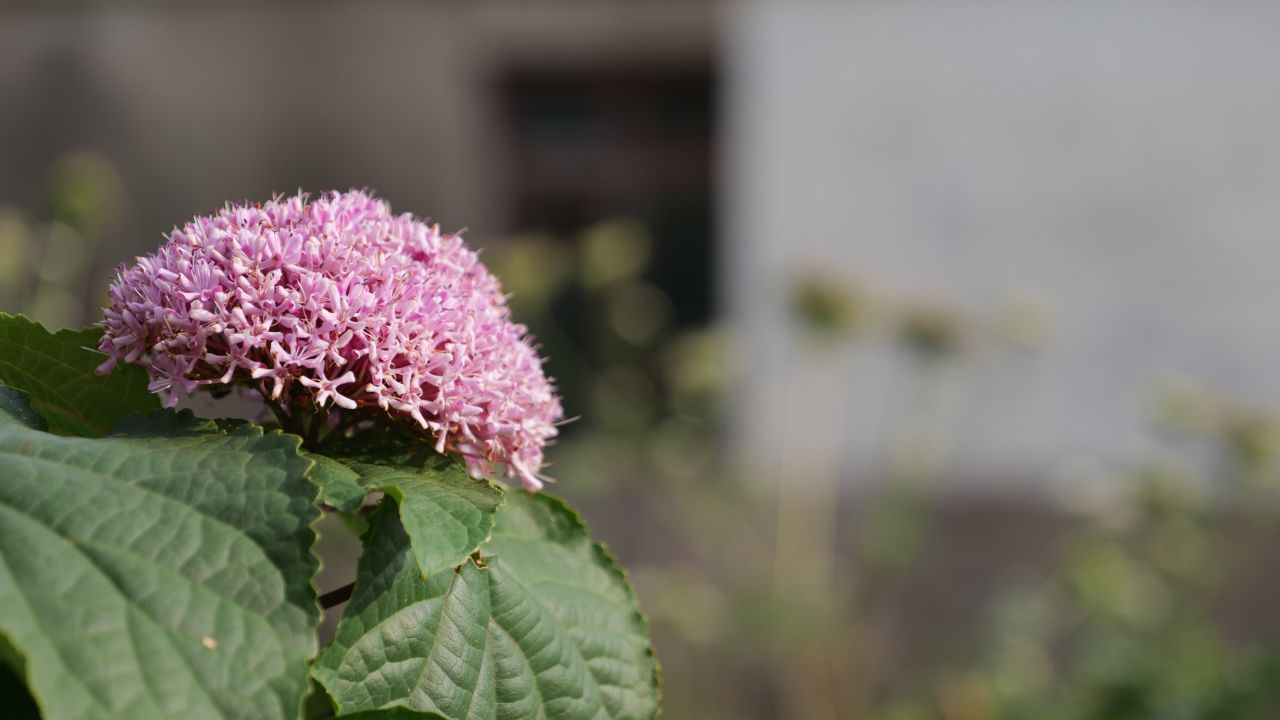 粉色花朵空镜