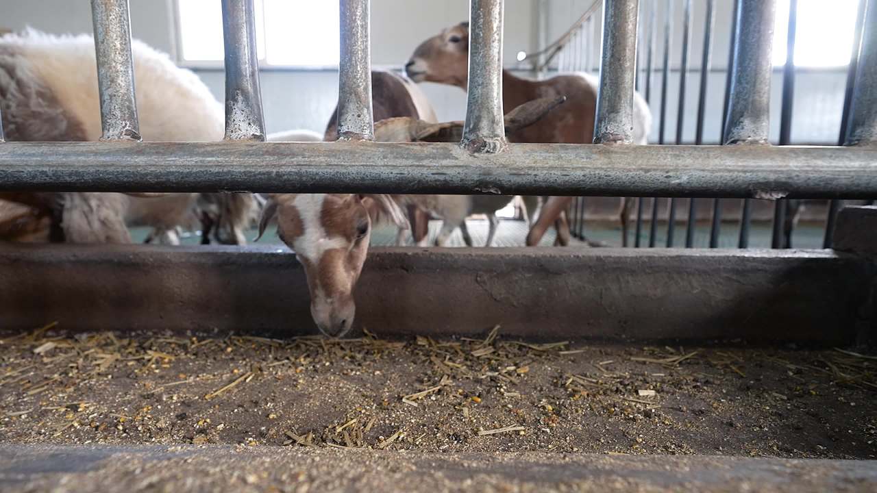 现代化养羊场养殖场景