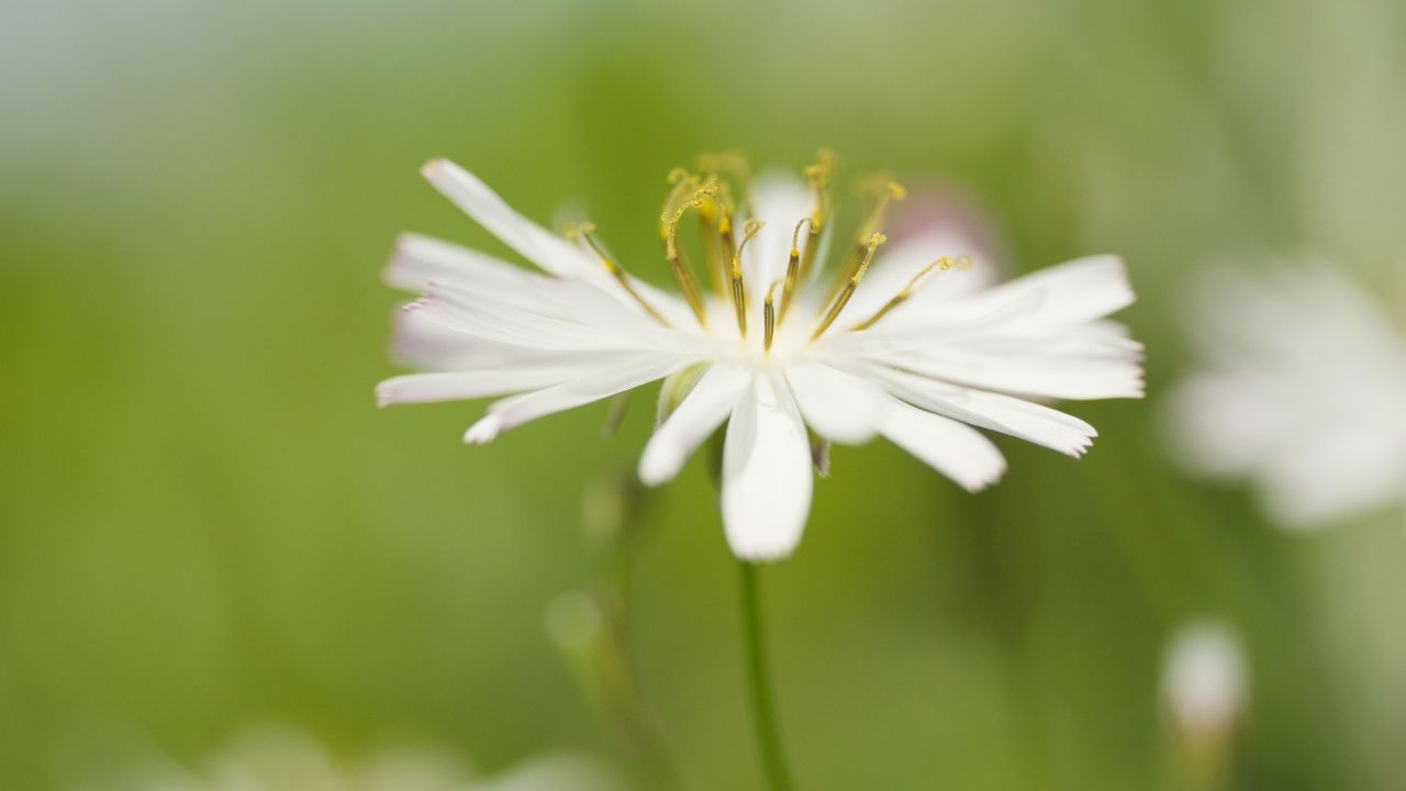 春天花朵花卉4K实拍空镜