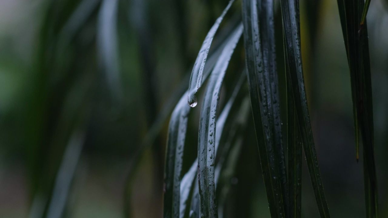 绿色的树叶