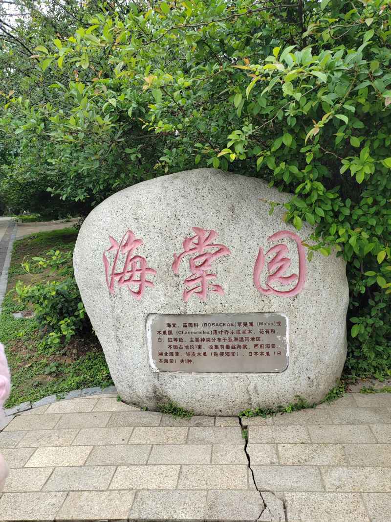 海棠花