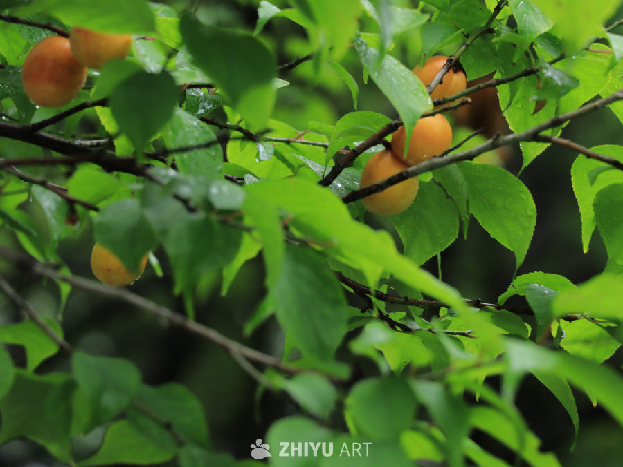 雨后杏树上的果实