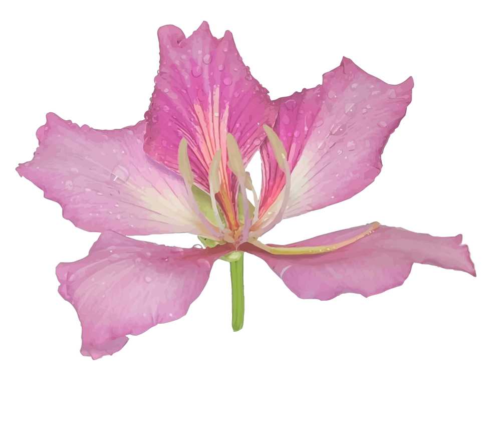 【矢量图】紫荆花（无影子）