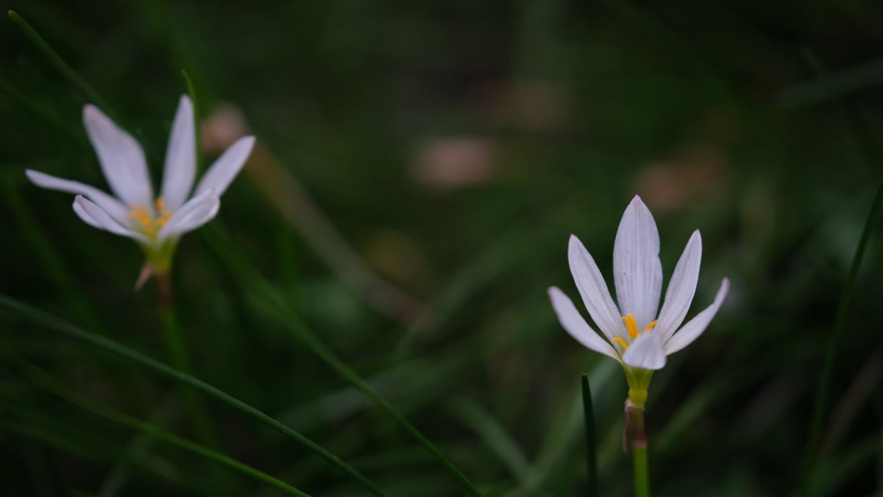 【实拍样片】富士X-T30 Mark II相机实拍原片视频 7