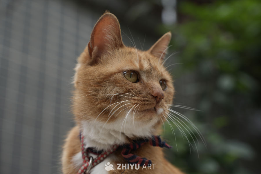 猫咪 13