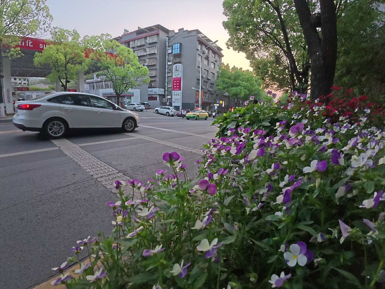 城市傍晚的街头花景