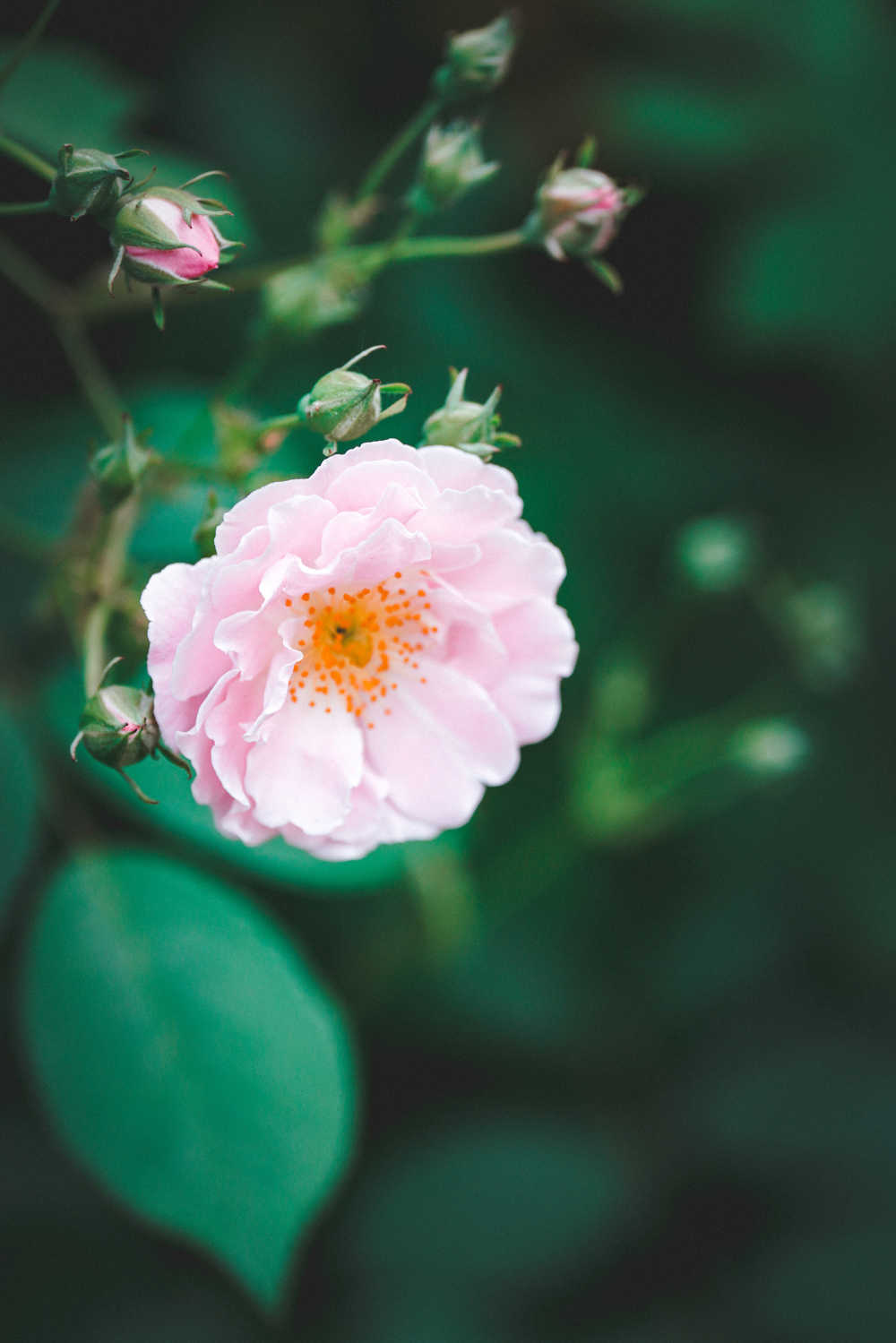蔷薇花开