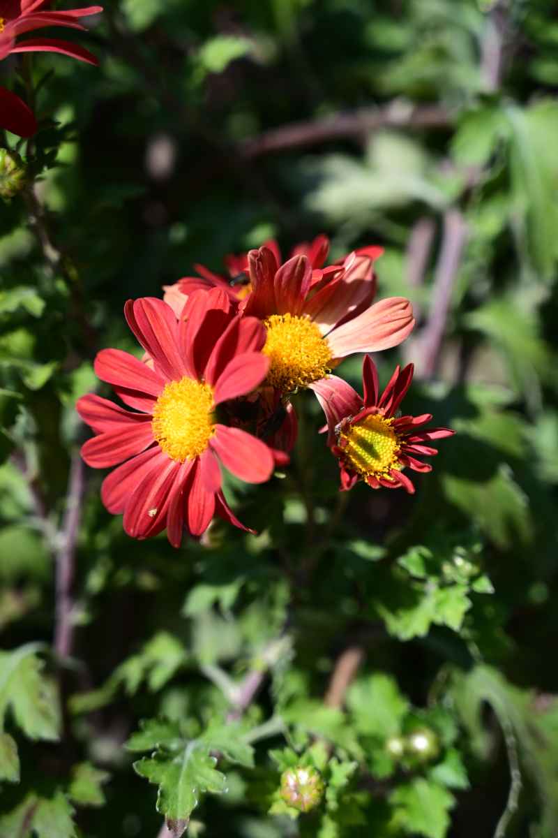 路边的菊花