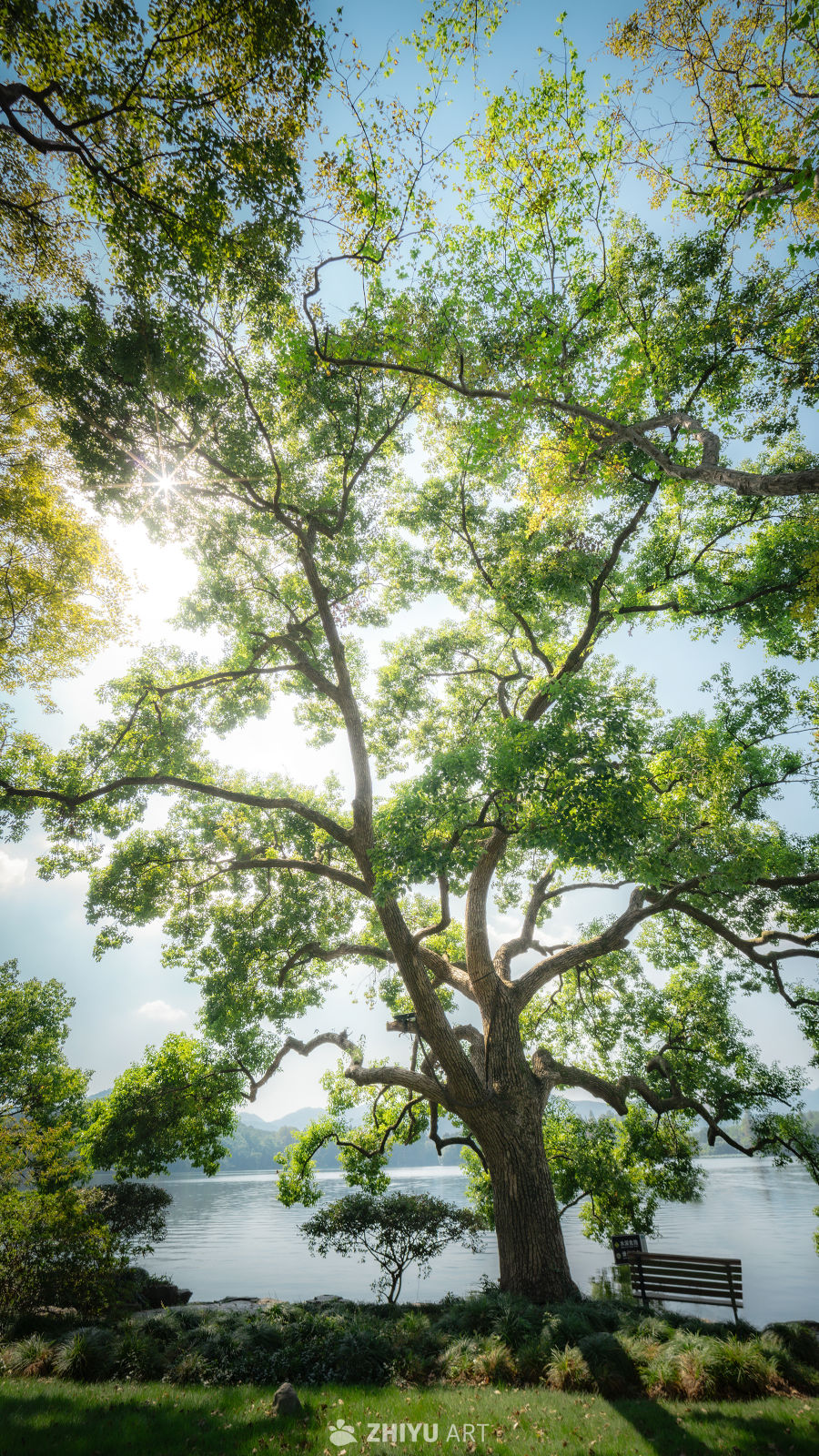 树是另一种意义上的海