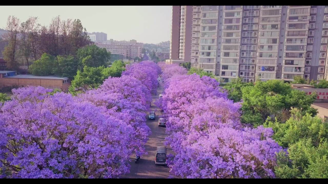 城市中的紫色花海